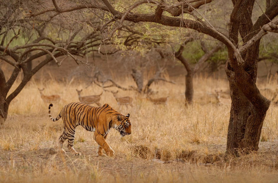 Top 10 Child-Friendly Holiday Destinations in India