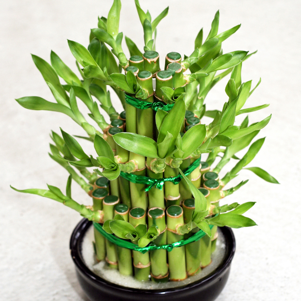 Rosemary Plant The Best Vastu Plants for Home