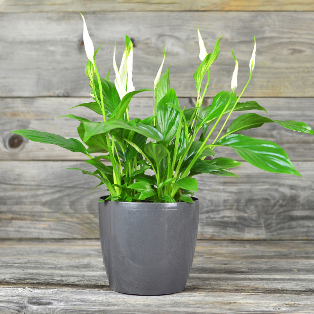 Rosemary Plant The Best Vastu Plants for Home