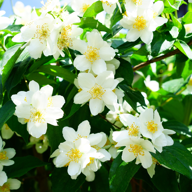 Rosemary Plant The Best Vastu Plants for Home