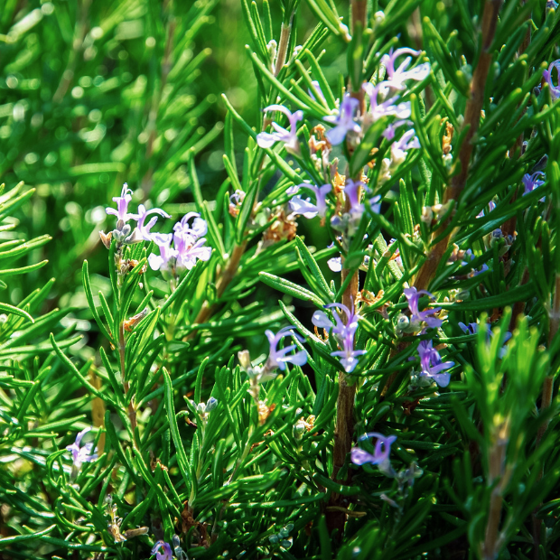 Rosemary Plant The Best Vastu Plants for Home