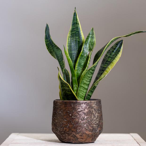 Rosemary Plant The Best Vastu Plants for Home